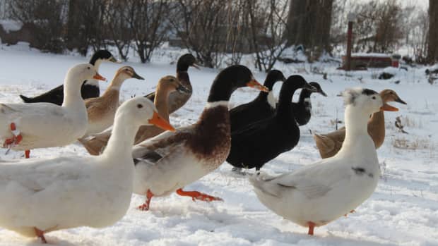 a-beginners-guide-to-raising-ducks