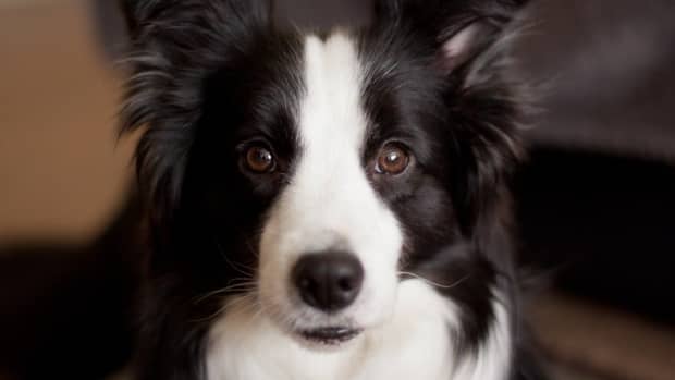 your-guide-to-border-collie-coat-colours