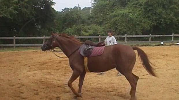 lunging-your-horse-before-riding