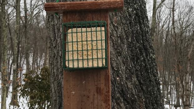 how-to-make-a-suet-cake-bird-feeder-with-a-tail-prop-for-woodpeckers