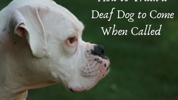 how-to-train-a-deaf-dog-to-recall-come-when-called