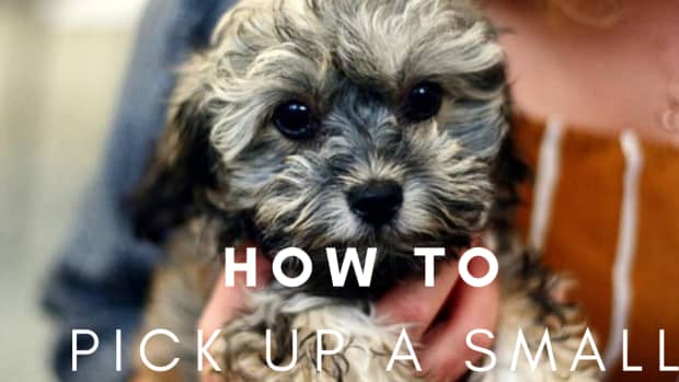 how-to-correctly-pick-up-a-small-dog-or-puppy