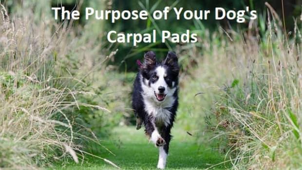 whats-the-purpose-of-your-dogs-carpal-pads