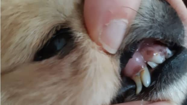retained-baby-teeth-in-dogs