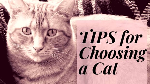 tips-for-choosing-a-cat