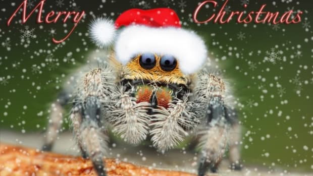 christmas-spiders