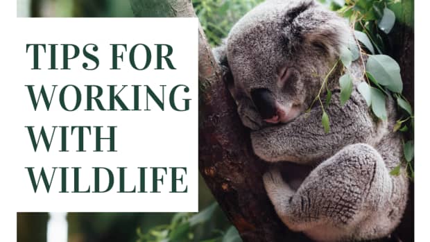 how-to-become-a-wildlife-rehabilitation-what-career-steps-to-take