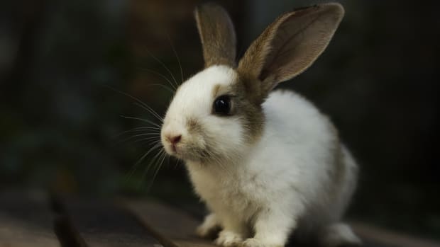 heres-how-you-can-adopt-a-rabbit-from-a-shelter