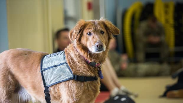 names-ideas-for-comfort-therapy-and-service-dogs