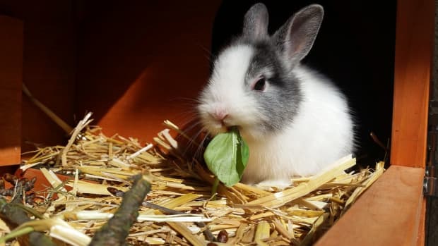 best-tips-to-feed-your-rabbit-a-complete-diet