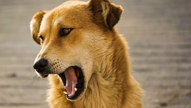 how-to-train-your-dog-to-bark-on-command-speak
