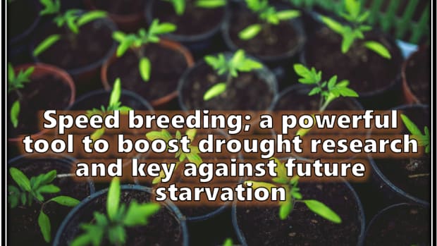 speed-breeding-a-powerful-tool-to-boost-drought-research-and-key-against-future-starvation