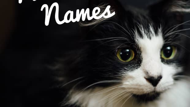 200-best-names-for-tuxedo-cats
