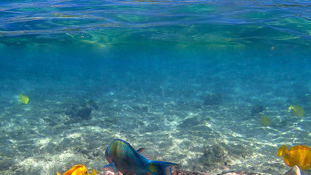 hawaii-snorkeling-at-kahaluu-beach-park-big-island