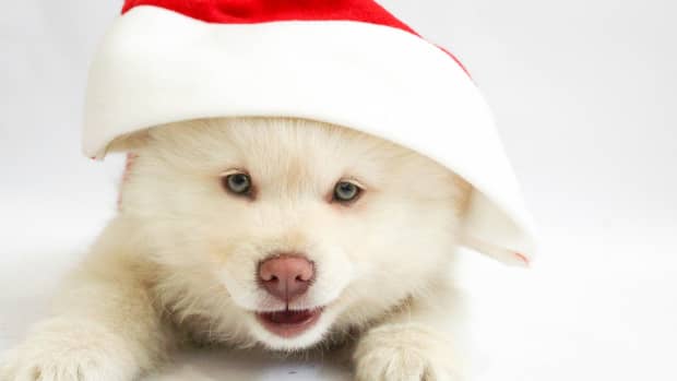 holiday-puppies-should-you-get-a-puppy-for-christmas