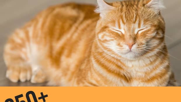 best-names-for-orange-cats