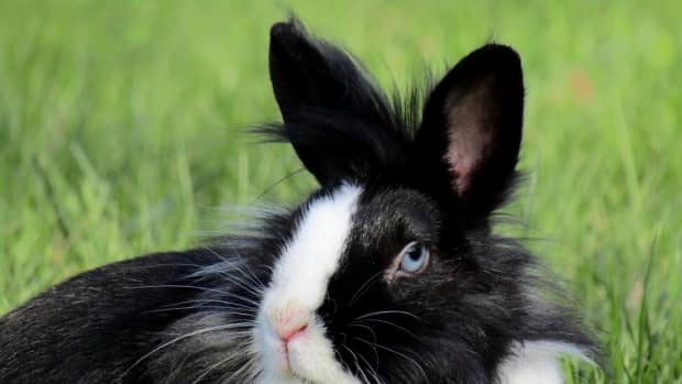 how-to-groom-your-rabbit-a-complete-guide