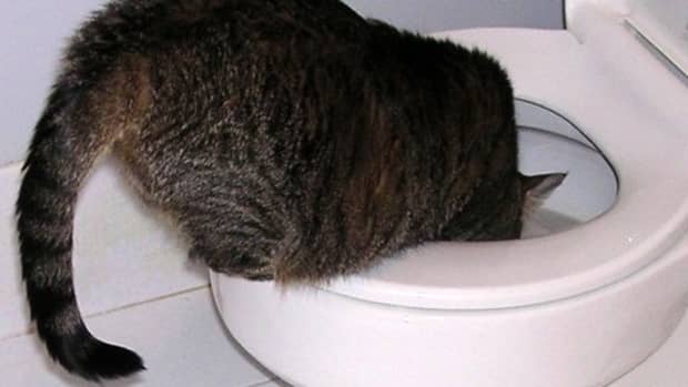 why-in-the-world-do-cats-drink-from-toilets