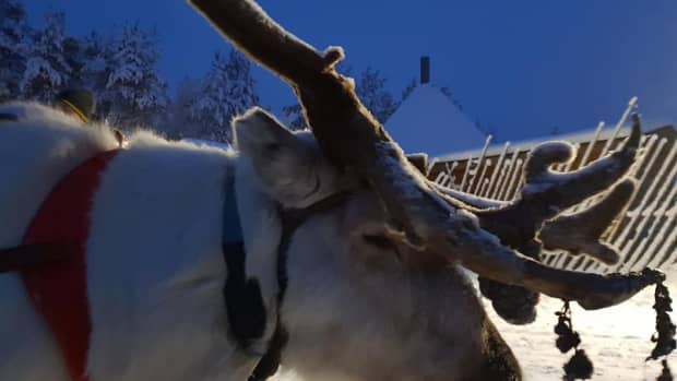 lapland-adventures-jaakkola-reindeer-farm
