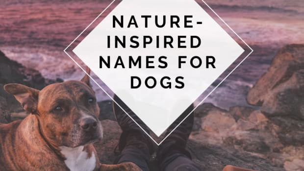 beautiful-nature-inspired-names-for-your-dog-or-puppy
