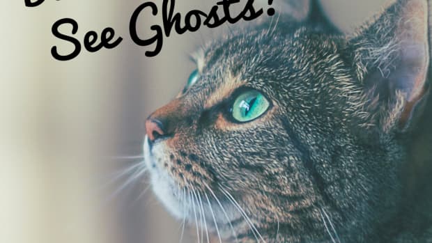 do-cats-see-ghosts-why-your-cat-can-see-spirits