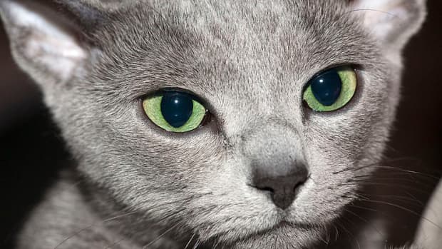 gray-blue-silver-and-lilac-cat-names