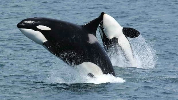 orcas-or-killer-killer-whale in-salish-sea-a陷入困境