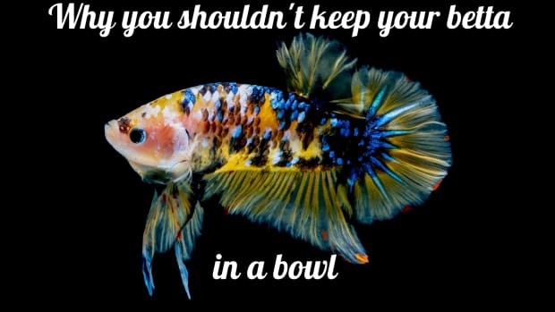 why-you-should-not-keep-a-betta-fish-in-a-bowl