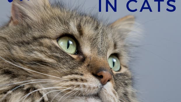 cat-hairballs-causes-remedies-and-how-to-prevent-them