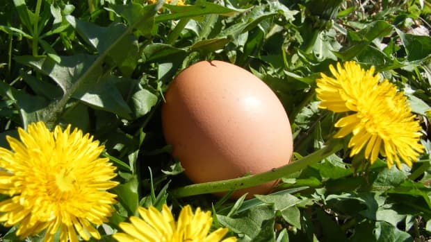 make-your-own-egg-grabber-tool