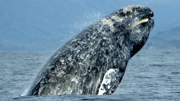 gray-whales-a-brief-analysis