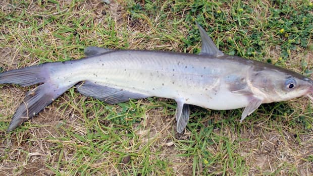 tips-for-catching-channel-catfish-with-chicken-liver-bait