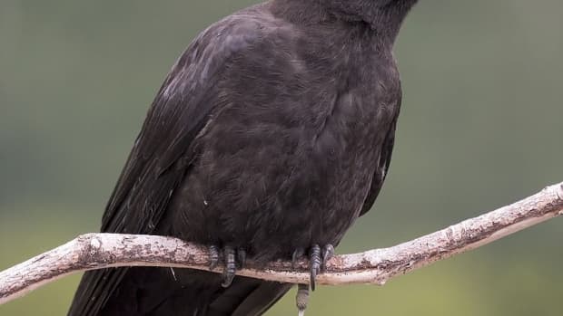 the-northwestern-crow-and-a-semi-tame-bird-named-canuck