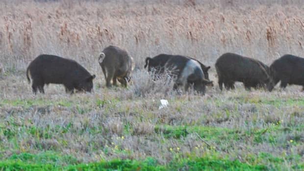 how-to-deal-with-30-50-feral-hogs