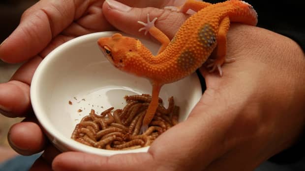 top-5-weird-facts-involving-geckos