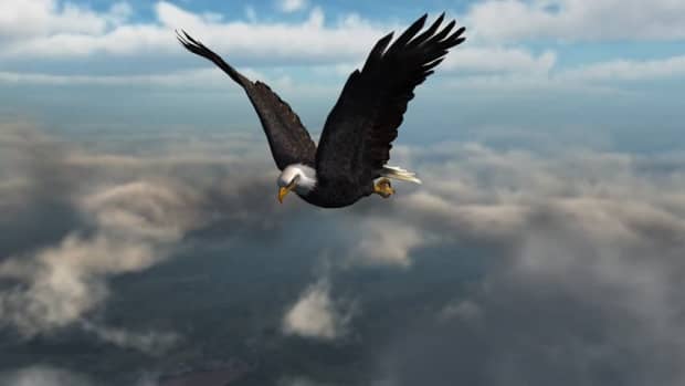 an-eagle-in-the-sky