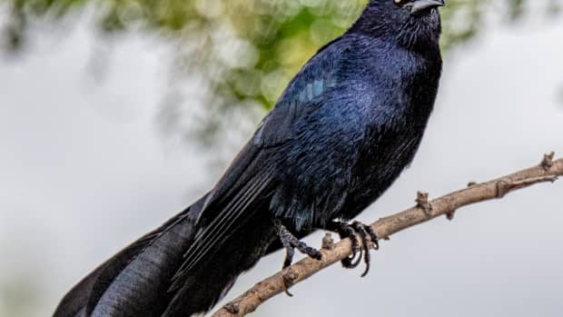 all-about-the-omnivorous-great-tailed-grackle-bird