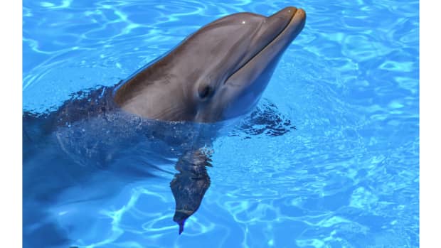 rethink-the-dolphin-showdont-buy-the-ticket