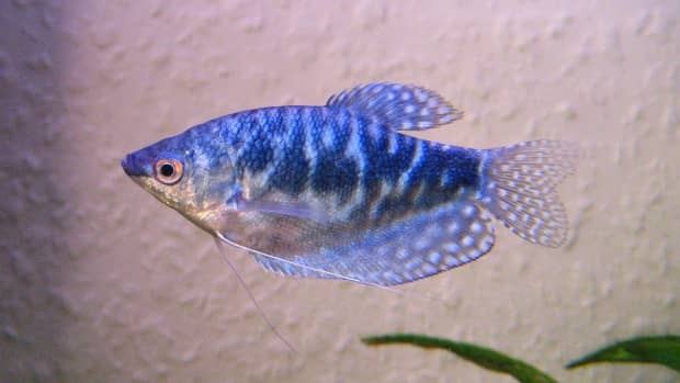 signs-of-stress-in-tropical-fish