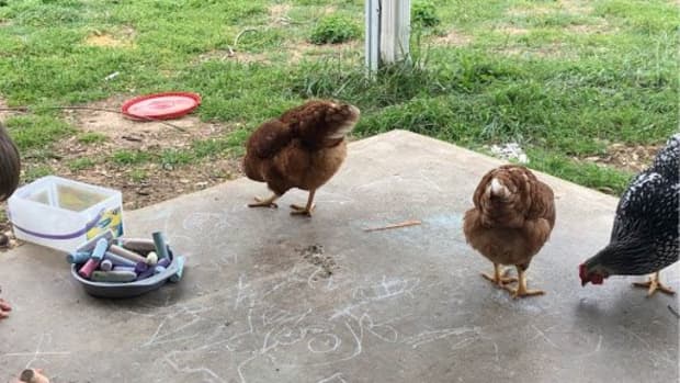 pros-and-cons-of-owning-chickens
