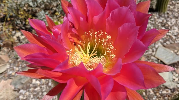 tucsons-arizona-sonora-desert-museums-blooming-torch-cacti