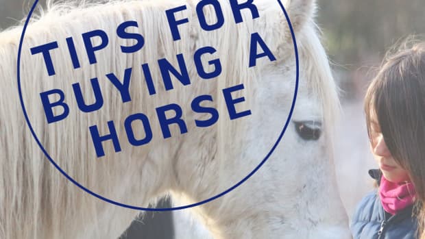 shopping-for-a-horse