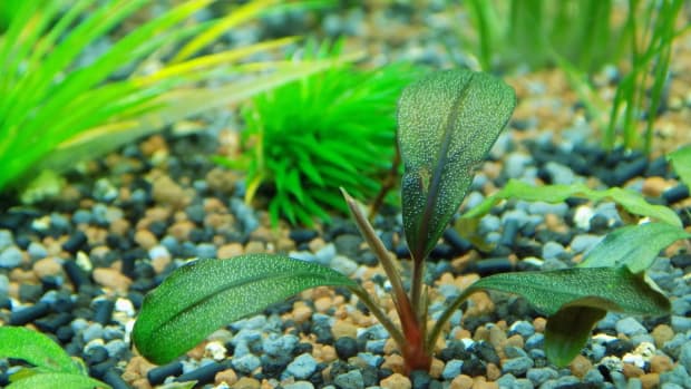 how-to-take-care-of-live-plants-in-your-aquarium