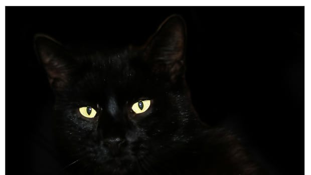 Poem: Lucky Black Cat - Letterpile