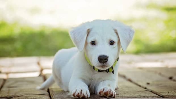 220-cute-white-dog-names-with-meanings-for-your-puppy