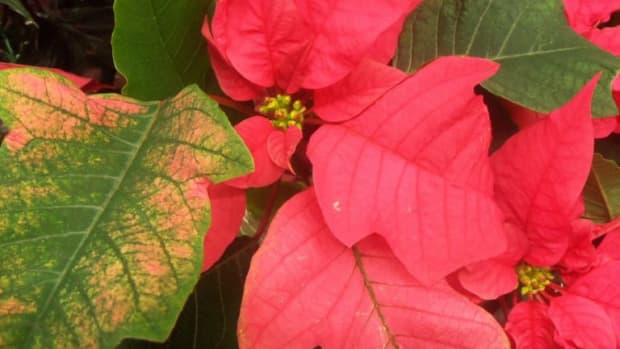 how-to-save-a-poinsettia-for-next-christmas