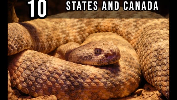 the-10-most-dangerous-snakes-in-the-united-states-and-canada