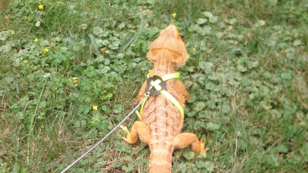 8-enrichment-activities-for-bearded-dragons