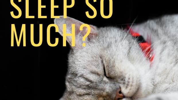 why-do-cats-sleep-so-much