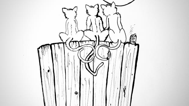 three-little-kittens-sitting-on-a-fence